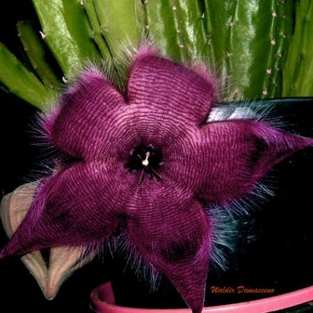 stapelia hirsuta